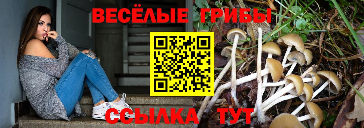 Псилоцибиновые грибы Cubensis Камышин